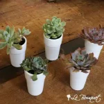 Succulent de bureau