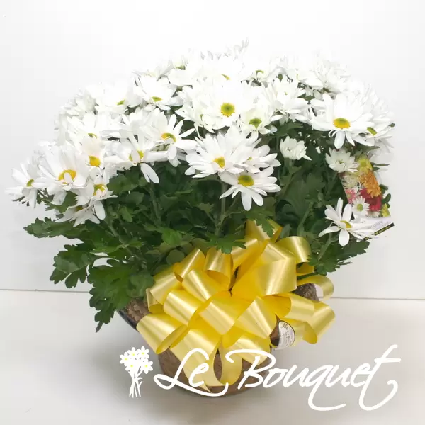 Large Chrysanthemums (Premium, Large white Chrysanthemum)