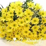 Bouquet de marguerites
