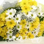 Bouquet de marguerites
