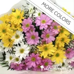 Bouquet de marguerites