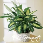 The FTD® Spathiphyllum and Dieffenbachia (Standard)