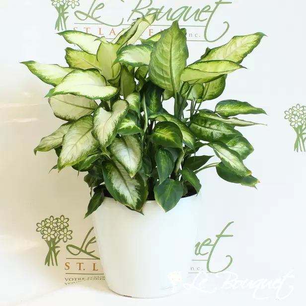 Dieffenbachia with Lechuza (Premium, photo 1)