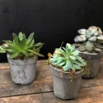 Cement Potted Succulents (Deluxe)