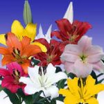 assorted asiatic lilies