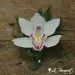 Cymbidium Orchid Boutonniere Collection (Deluxe, White, Greens Only)