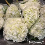 White (Super Select) Hydrangea by the bunch