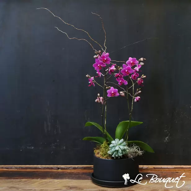 Zen Orchid Planter (Purple, Standard, Charcoal Pot)