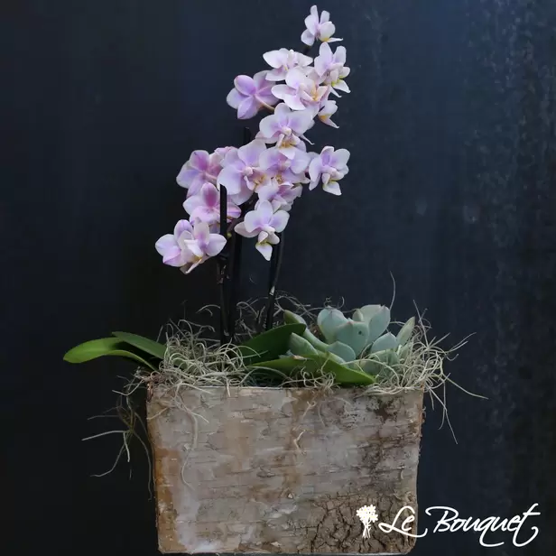 Mini Zen Orchid Planter (Pink And White, Standard)