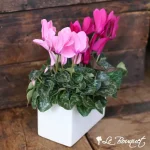 Cyclamen Garden