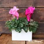 Cyclamen Garden