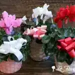 Cyclamen