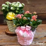 Kalanchoe (Pink, Standard)