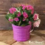 Kalanchoe (Purple, Deluxe)