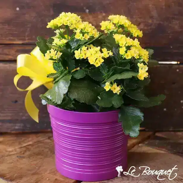 Kalanchoe (Yellow, Deluxe)