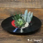 Jardin de succulentes ''Vinyle''