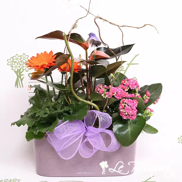 Splendid Garden Planter with Lechuza in Charcoal (Violet, Standard)