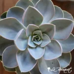 Jumbo Succulent