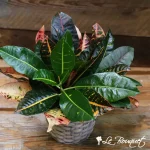 Croton Plant