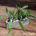 Jardin de cactus ondulés