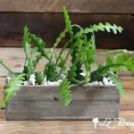 Jardin de cactus ondulés