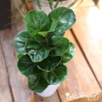 Fiddle Leaf Fig