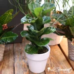 Fiddle Leaf Fig