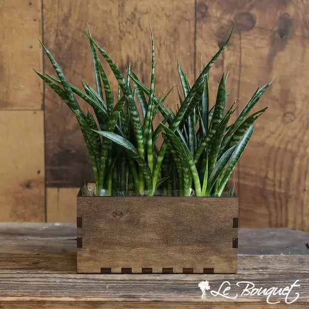Custom Sansevieria Punk Planter (Deluxe, Dark, Regular)