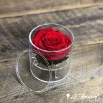 Illusions Immortelles Solo