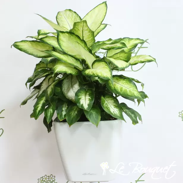 Dieffenbachia with Lechuza (Premium, photo 2)