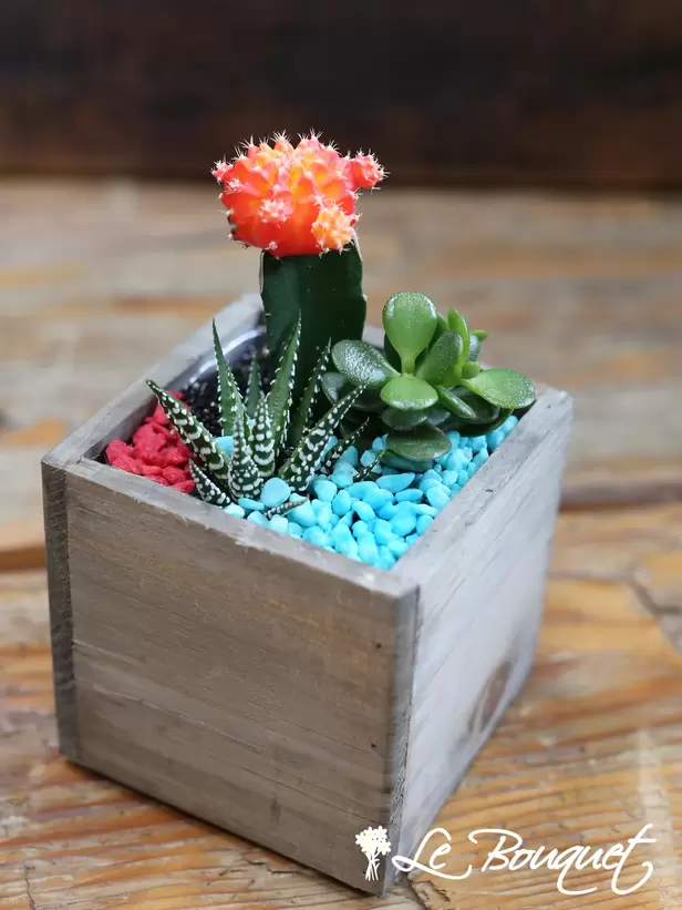 WOODAZNU Succulent garden (Standard)
