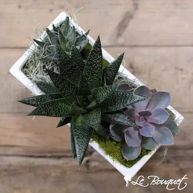 Succulent Garden (Standard, White)