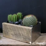 Cactus Garden in WOODAZNU