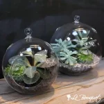 Succulent Bubble Bowls