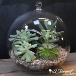 Succulent Bubble Bowls
