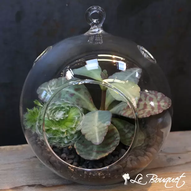 Succulent Bubble Bowls (Standard)