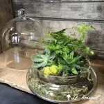 Terrarium à plantes vertes