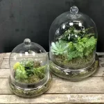 Terrarium à plantes vertes