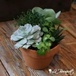 Terracotta Succulents