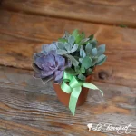 Terracotta Succulents