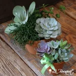 Terracotta Succulents