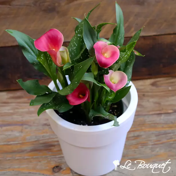 Mini Calla Lilies (White, Standard)
