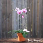 Phalaenopsis Orchid Plant (Assorted, Premium)