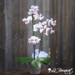 Phalaenopsis Orchid Plant (Pink And White, Deluxe)