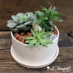 Succulent Garden