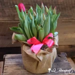 Tulip Bulb Arrangement