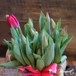 Tulip Bulb Arrangement
