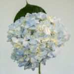Blue Hydrangea (Bulk DIY)