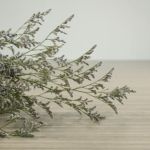 Limonium (Caspia) bleu brumeux