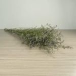 Limonium (Caspia) bleu brumeux